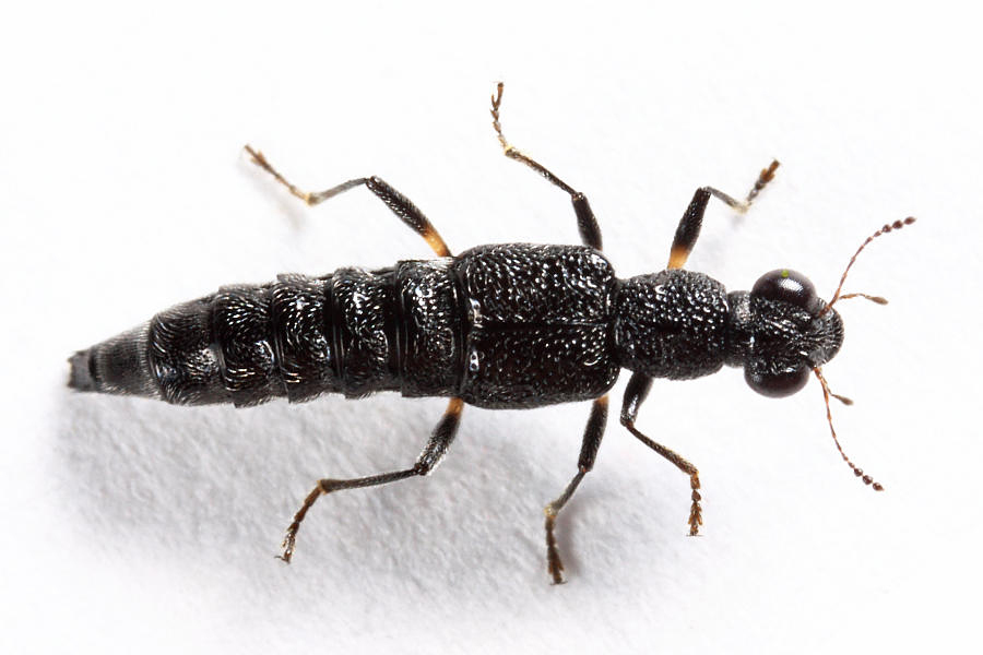 Stenus annularis