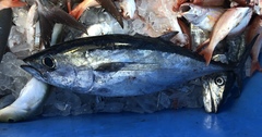 Thunnus atlanticus