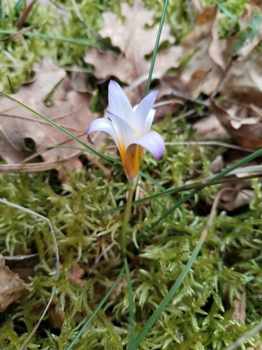 Image of Romulea bulbocodium by (c) Dino Babić, some rights reserved (CC BY)