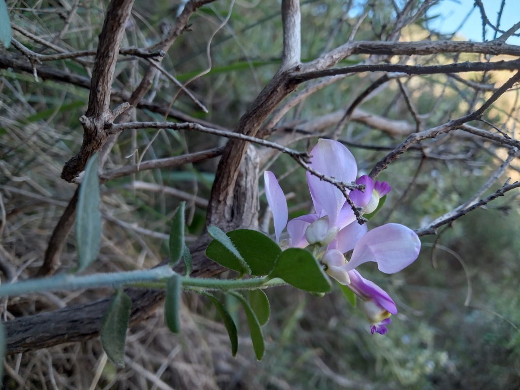 Polygaloides webbiana