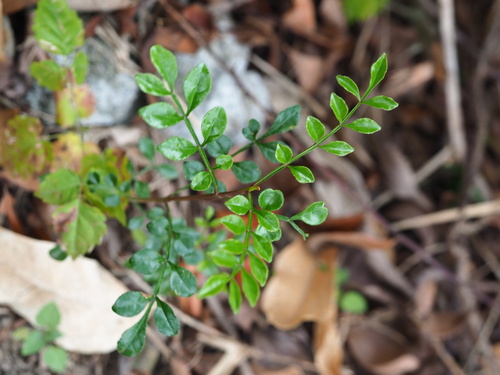 Image of Fraxinus griffithii by no rights reserved