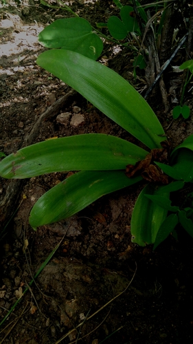 Griffinia gardneriana, photograph 5