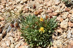 Packera werneriifolia