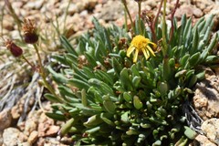 Packera werneriifolia