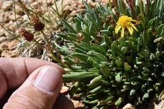 Packera werneriifolia