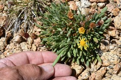 Packera werneriifolia