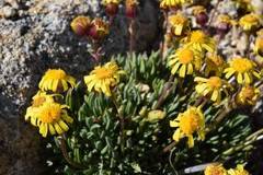 Packera werneriifolia