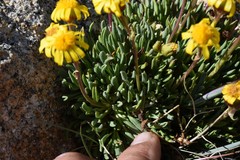 Packera werneriifolia