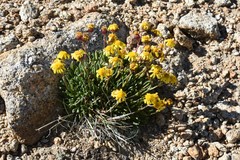 Packera werneriifolia