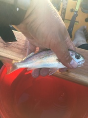 Genyonemus lineatus