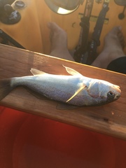Genyonemus lineatus