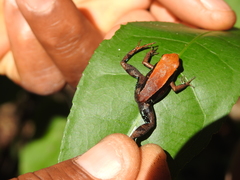 Mantella ebenaui
