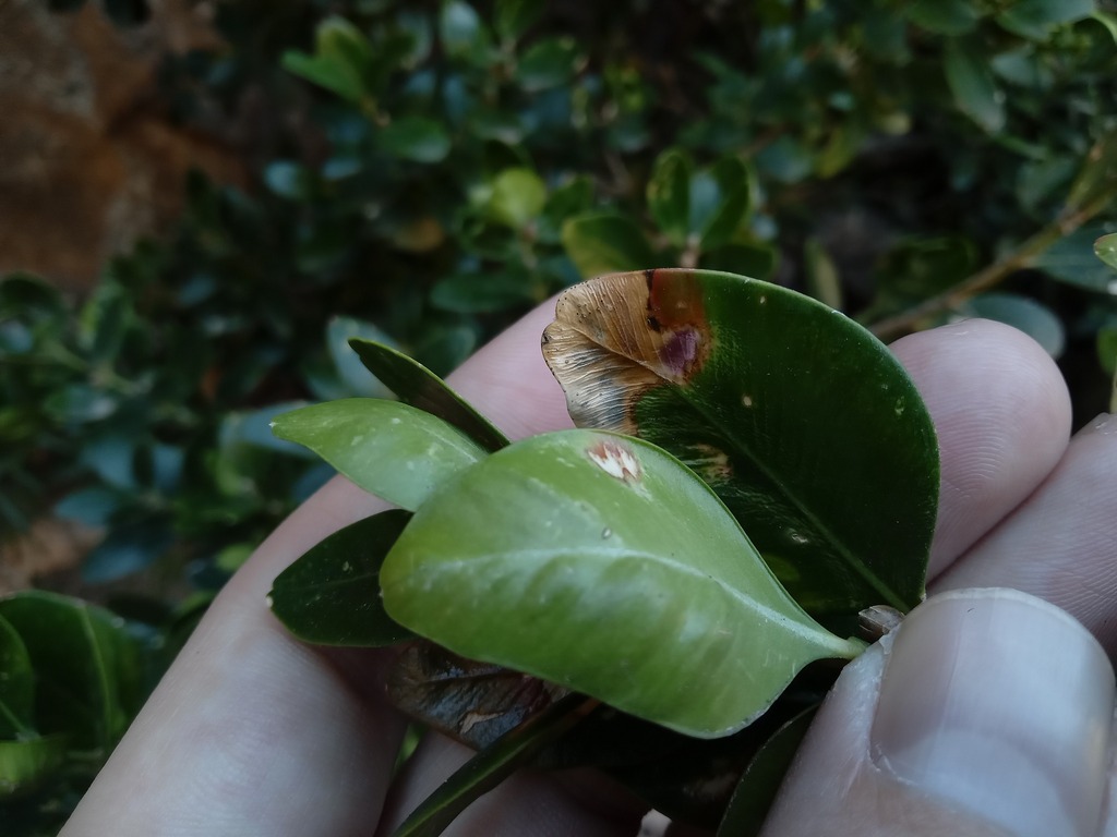 Foto de Buxinho