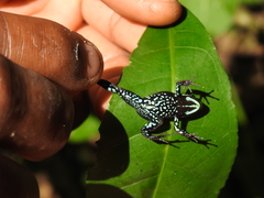 Mantella ebenaui