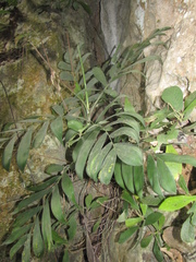 Chamaedorea adscendens