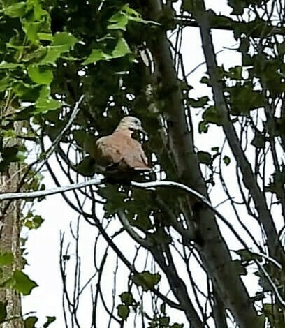 West Peruvian Dove