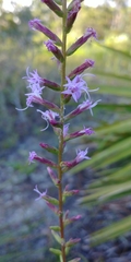 Liatris provincialis
