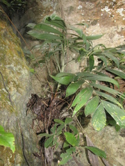 Chamaedorea adscendens
