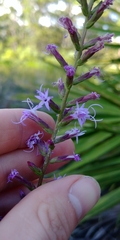 Liatris provincialis
