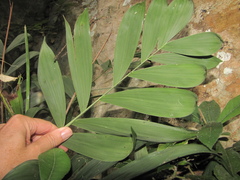 Chamaedorea adscendens