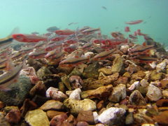 Notropis percobromus