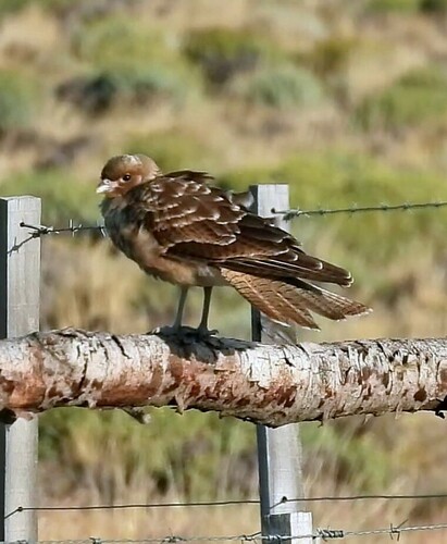 Chimango Caracara