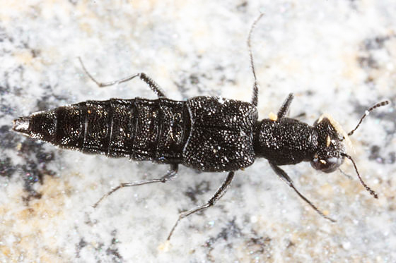 Stenus laccophilus