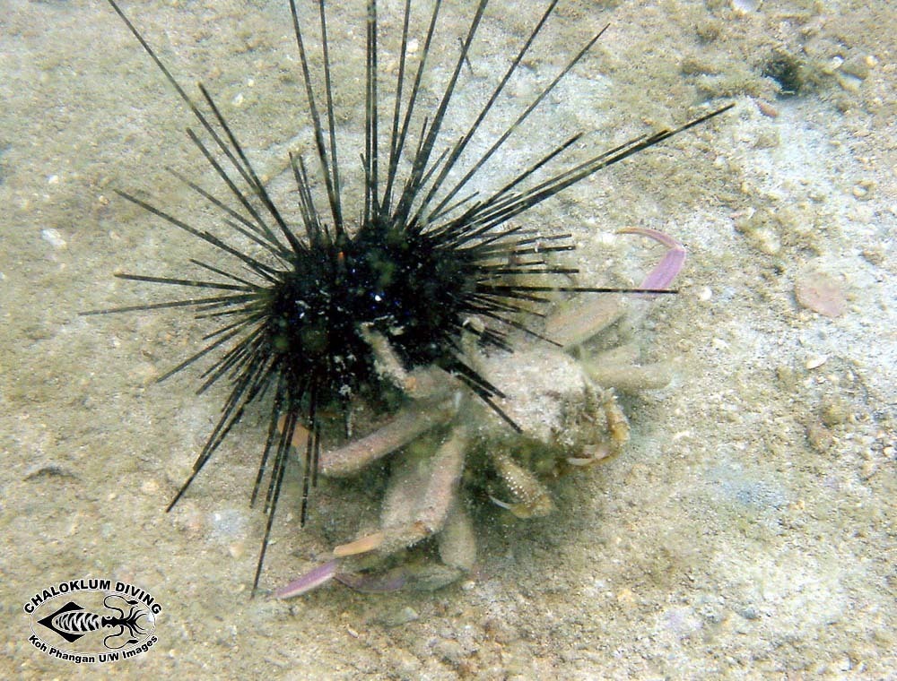 Urchin Carrier Crab