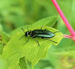 Linsleya sphaericollis