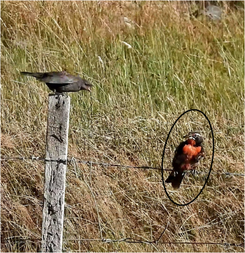 Long-tailed Meadowlark