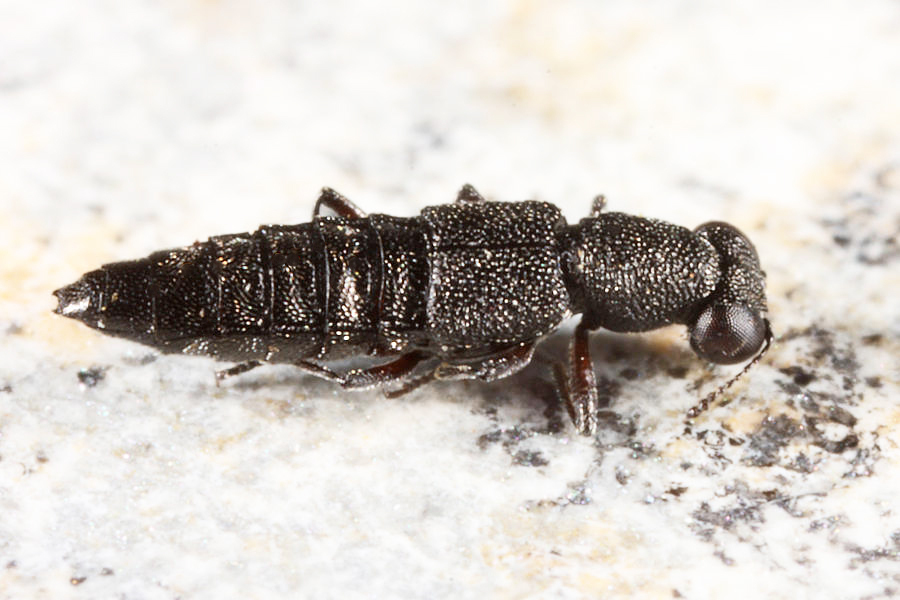 Stenus mammops