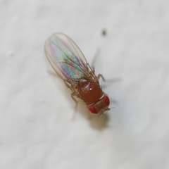 Sophophora
