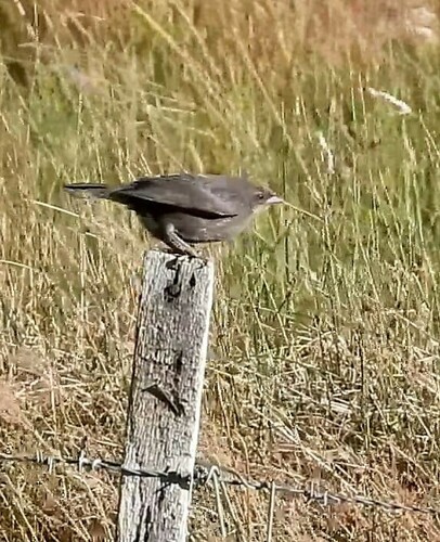 Shiny Cowbird