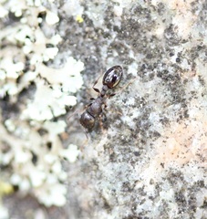 Temnothorax longispinosus