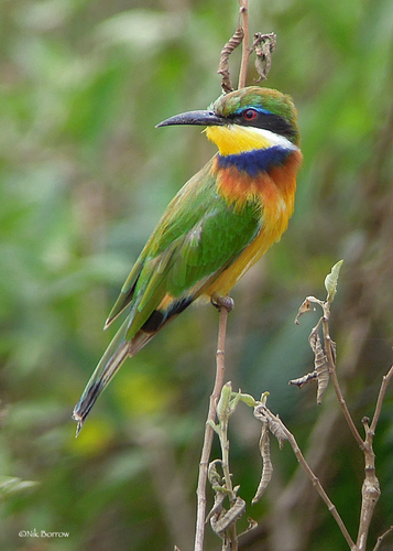 Blue-breasted Bee-eater