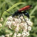 Thisbe's Tarantula-hawk Wasp - Photo (c) Ron Vanderhoff, some rights reserved (CC BY-NC), uploaded by Ron Vanderhoff