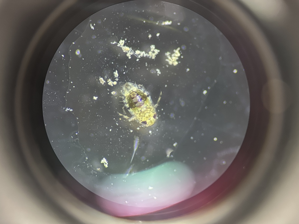 Micronecta Raccolte Micronecta from 大帽山郊野公園, 大帽山, 新界, HK on February 21, 2025 at 03:11 PM ...