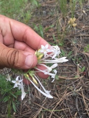 Ipomopsis aggregata candida
