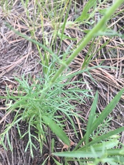 Ipomopsis aggregata candida