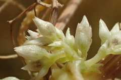 Cuscuta subinclusa