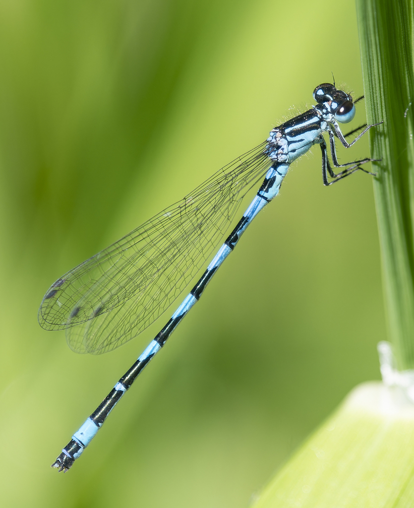 Coenagrion castellani