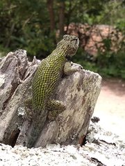 Sceloporus hondurensis