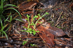 Selaginella ludoviciana