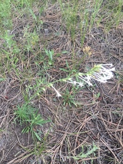 Ipomopsis aggregata candida