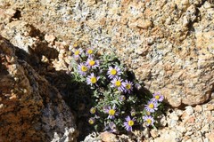 Erigeron pygmaeus