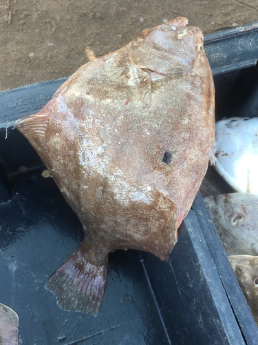 Xystreurys rasile