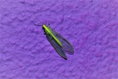 Chrysoperla externa
