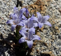 Campanula shetleri