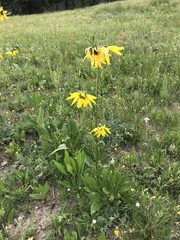 Helianthella