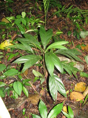 Chamaedorea geonomiformis